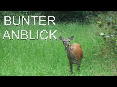 Rotwildjagd im August - Alttier und Schwarzwild