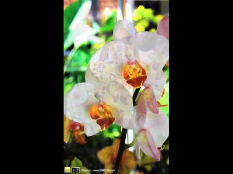 HD Nikon D70 Stock III Orchids