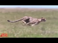 Wow Pertarungan Seru Macan Vs Rusa Yang Sangat Menakjubkan Amazing