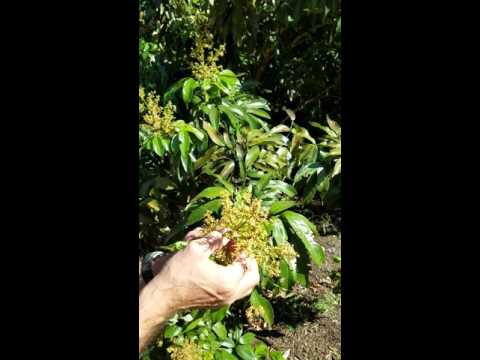 Lychee Flowering Update 04092016