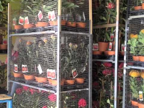 PROTEAS ON THE GO by FloraToscana .mov