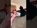 Funny Cats 2025 Cute Cats Kittens Episode 2700