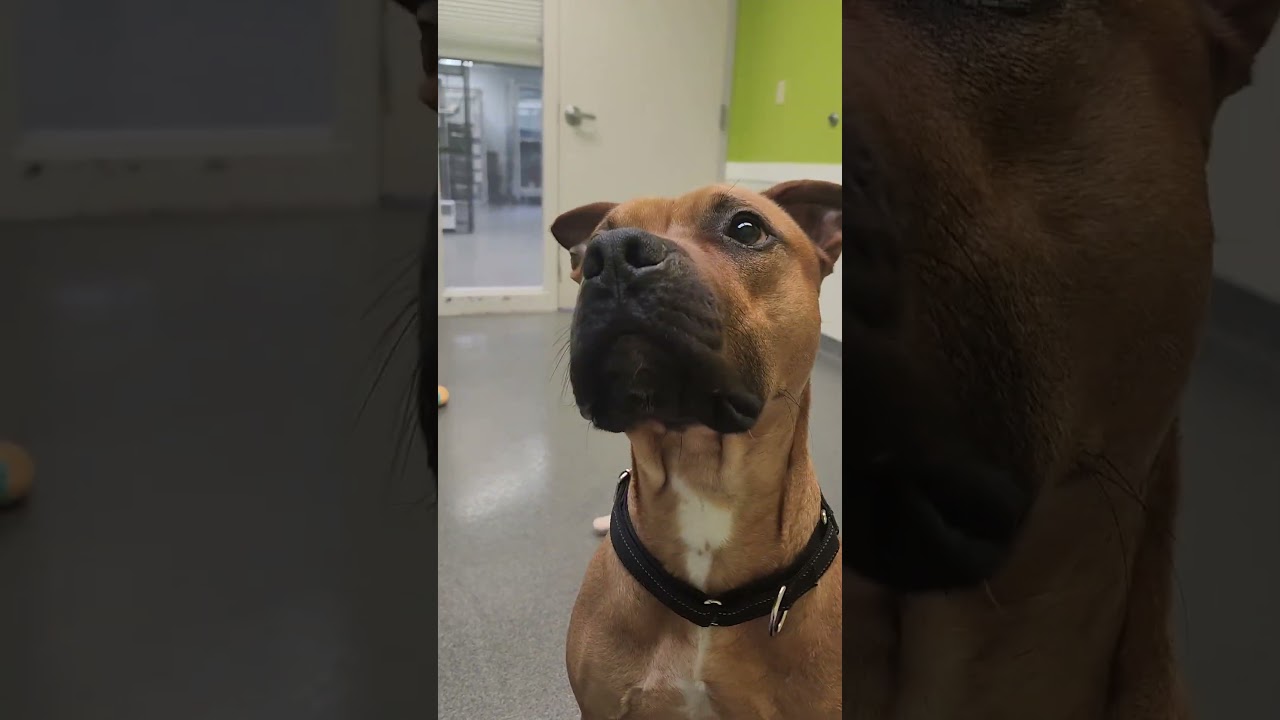 Rex, a ADOPTABLE mixed breed in Mount Pleasant, MI video 3/3