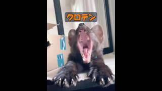 これはイタチですか？ #animals #動物 #動物プロダクション #自然 #癒し