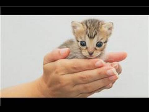 Kitten Care : How to Hold Newborn Kittens - YouTube