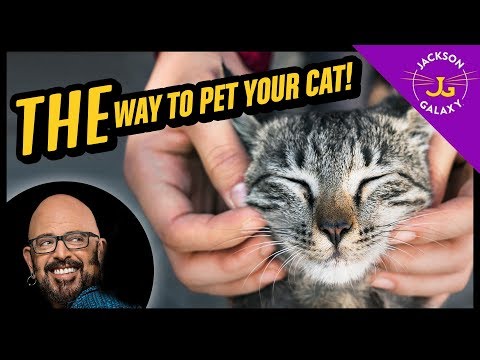 Cat Petting 101