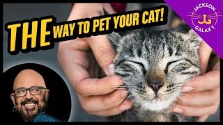 How to Pet a Cat - Cat Petting 101