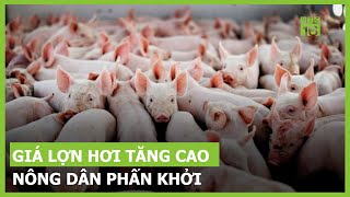 Giá lợn hơi tăng cao, nông dân phấn khởi | VTC16