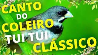 CANTO DO passaro Coleiro TuiTui Classico   coleiro tui tui canto clssico