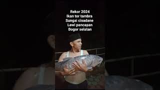 Download lagu LATEST RECORD OF TOR FISH TAMBRA CISADANE 14KG ‼️ mp3 Download lagu LATEST RECORD OF TOR FISH TAMBRA CISADANE 14KG ‼️ mp3