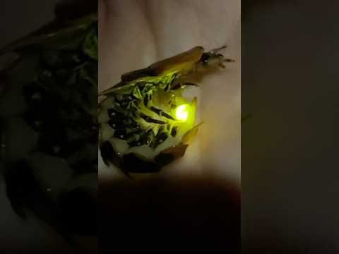 XXL Firefly Female in Thailand