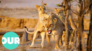 Captive-Bred Lions Learning to Hunt in The Wild | Our World