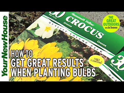 How to Plant Bulbs and Create a Amazing Show in Your Garden - The Great Outdoors