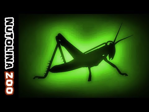 Grillen zirpen / Grillen zirpen sound / Tiergeräusche Grillen