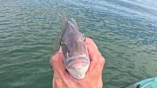 Love It When Plan B Comes Through! Scup and Tautog Limit