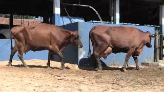Vídeo 56 - 1ª ETAPA MEGA LIQUIDAÇÃO TOTAL AGROPECUÁRIA MARAJOARA - DIA 4 | GADO GIROLANDO E HOLANDÊS