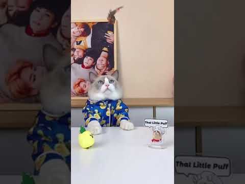 động vật đáng yêu646 #music #beats #travel #nature #piano