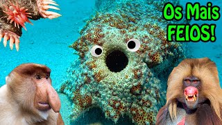 🔴 Os Bichos mais Estranhos e Bizarros do Mundo! Só Bicho FEIO!