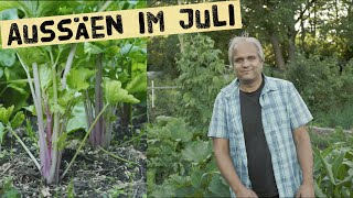 Was kann ich im Juli Aussäen - Gartentipps für die Aussaat von Gemüse im Sommer - Gartenrundgang