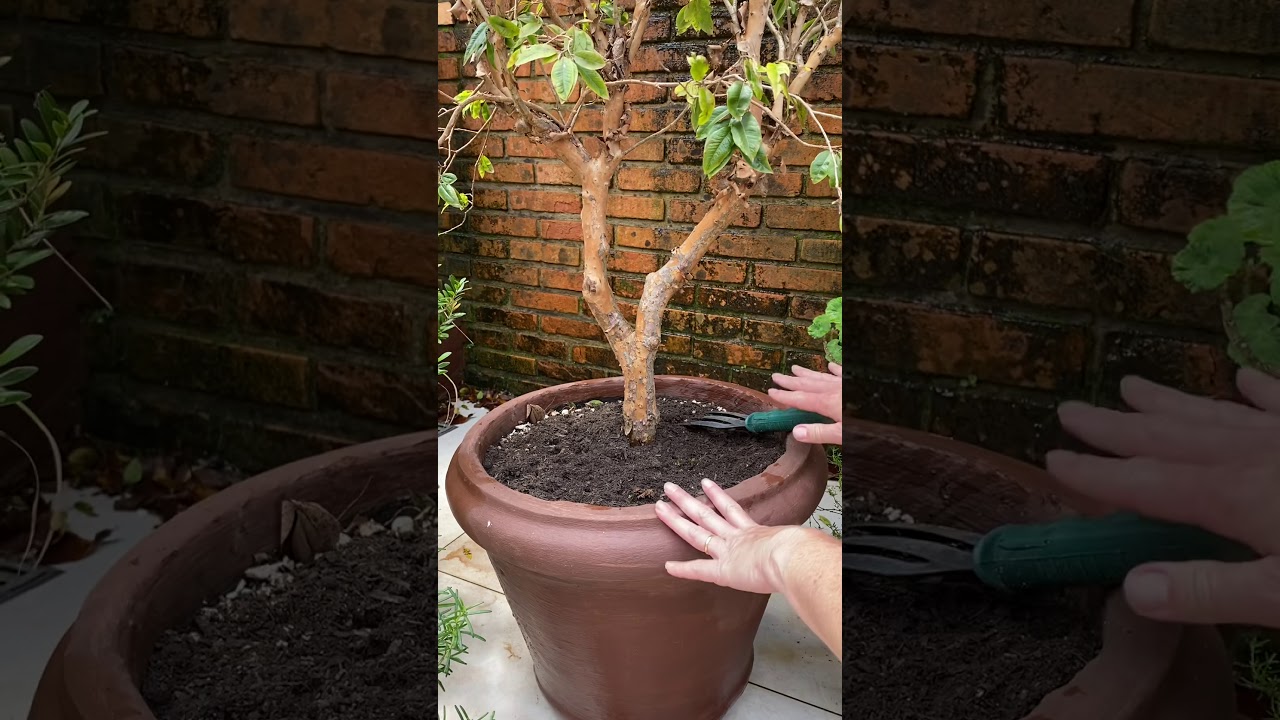 Watch Now Como adubar frutíferas em vasos #shorts Como adubar frutíferas em vasos #shorts