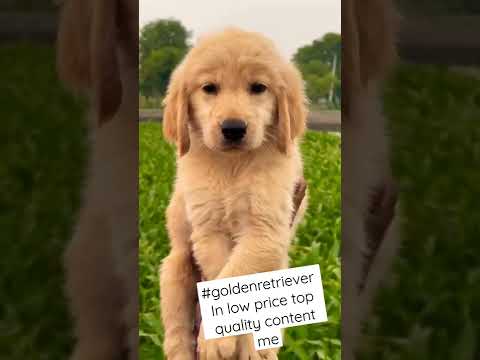 #goldenretriever #dog #dogecoin #doglover #lowpricedog