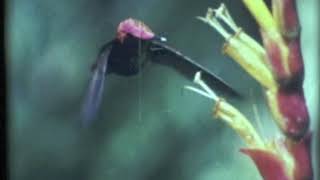 &quot;Sweetness&quot; by Poi Dog Pondering