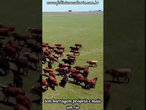 1200 HECTARES DE CINEMA VENDO BAGÉ RS