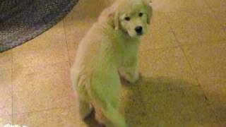 Puppy chases its tail