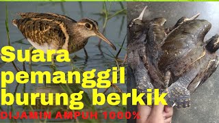 Download lagu suara pikat burung berkik/burcet/pekung/ sangat ampuh pada malam hari mp3