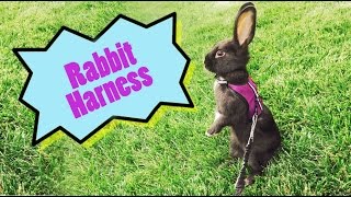 Can rabbits wear a harness?