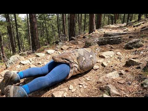 rescue animal: Giant Reticulated Python Attacks Hiker: Incredible Mountain Rescue Mission