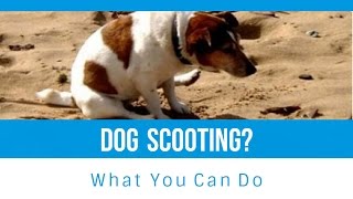 Why Your Dog Scoots and What You Can Do About It