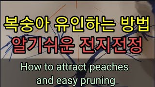 복숭아 단초전정과 약전정의 원리 Principles of Peach Seed Pruning and Weak …