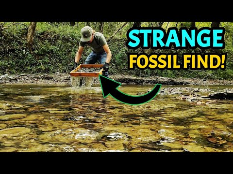 BUCKET LIST FOSSIL FOUND! My Dream Came True in this Alabama Creek Full of Dinosaur-Aged Fossils!