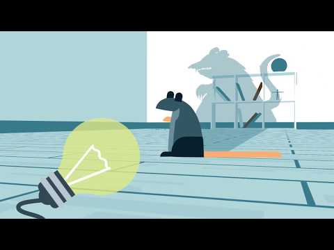 Solutions anti rats | Rentokil