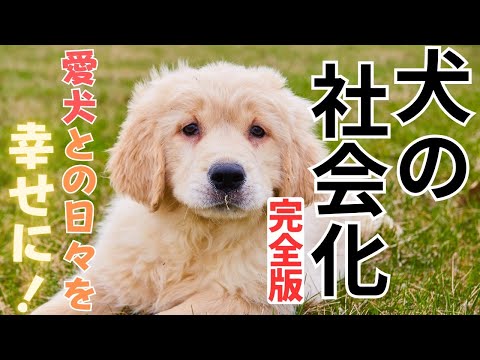 成犬の社会化の仕方
