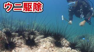 【ウニ駆除】投稿者も寝落ちしたウニ駆除【2026年9月】