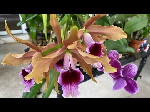 Very quick update on the orchids!