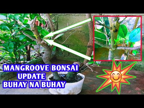 Mangrove bonsai update BUHAY na BUHAY | jally farmer tv