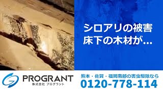 そのフローリングの床鳴り シロアリの仕業かも 点検のすすめ 熊本 佐賀のシロアリ駆除 害獣駆除ならプログラントへ そのフローリングの床鳴り シロアリの仕業かも 点検のすすめ 熊本 佐賀のシロアリ駆除 害獣駆除ならプログラントへ