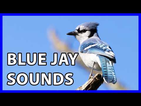 Blue Jay Calls and Sounds