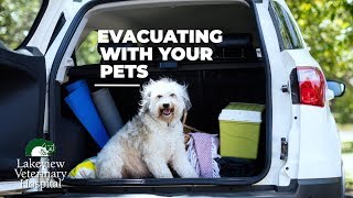 Hurricane Preparedness for Your Pets