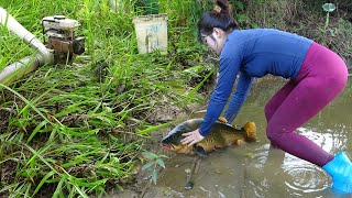 Fishing Method of Single Girl, Drain Water from the Lakes Catch a Lots of Fish | Giant Fish!