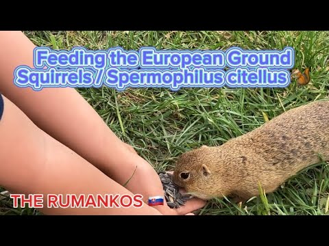 Syseľ pasienkový (Spermophilus citellus) — kŕmenie v slovenskej lokalite
