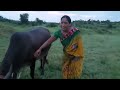 Cow Milk Making Try Vlog