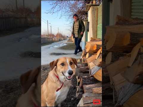 dog prank! p.65 #glume #viral #dog #prank #caine #funny #dogshorts #dogs