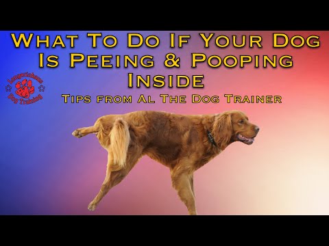 What To Do If Your Dog Is Peeing & Pooping Inside - Tips From Al The Dog Trainer