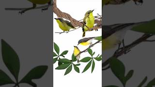 Download lagu pikat remetuk laut/siur cocok untuk daerah pesisir #pikatanburung #masterpikat #burung #pikatburung mp3