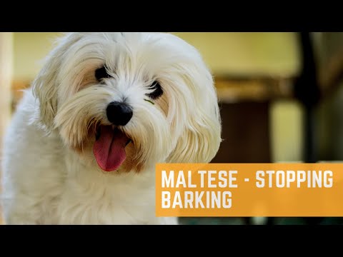 The Balanced K-9, LLC video.