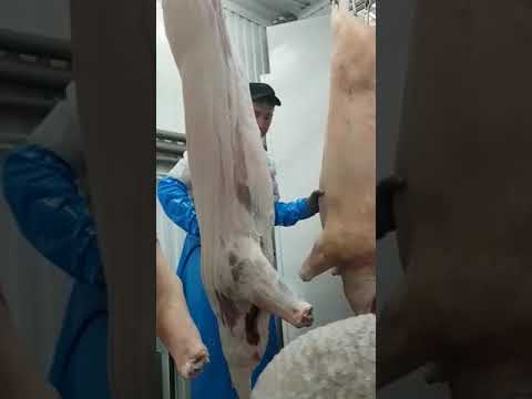 Шкуросъемная машина jarvis